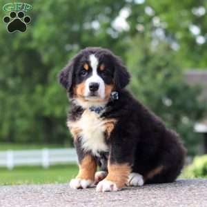 Cody, Bernese Mountain Dog Puppy