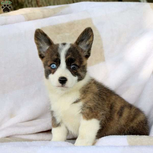 Coffee, Pembroke Welsh Corgi Puppy