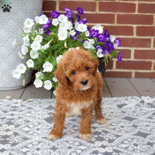 Coffee, Miniature Poodle Puppy