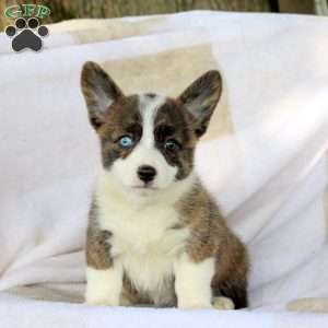 Coffee, Pembroke Welsh Corgi Puppy
