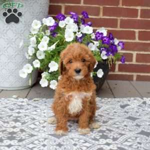 Coffee, Miniature Poodle Puppy