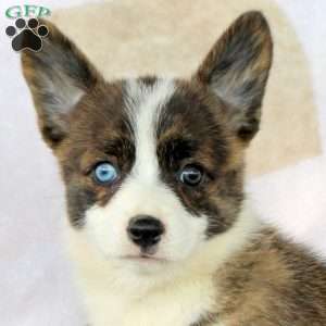 Coffee, Pembroke Welsh Corgi Puppy
