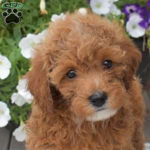 Coffee, Miniature Poodle Puppy