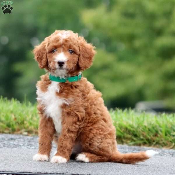 Colby, Mini Goldendoodle Puppy