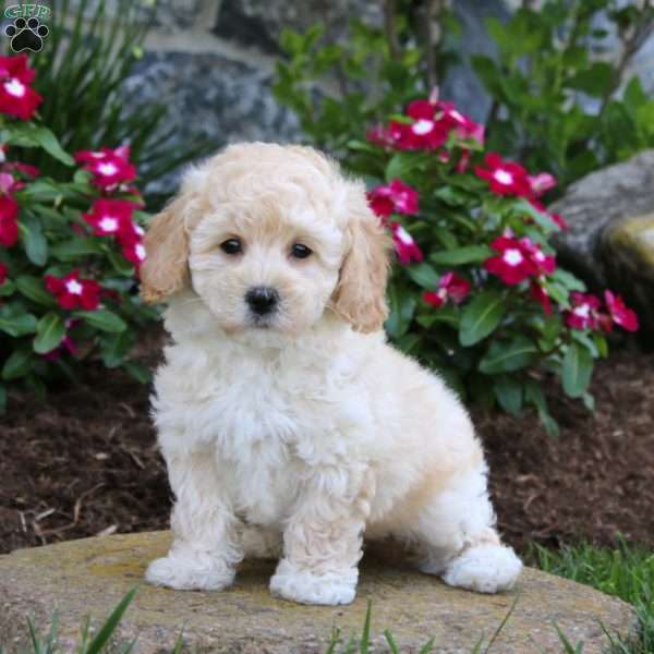 Colby, Bich-Poo Puppy