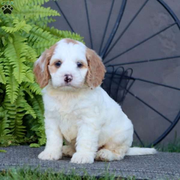 Colby, Cockapoo Puppy