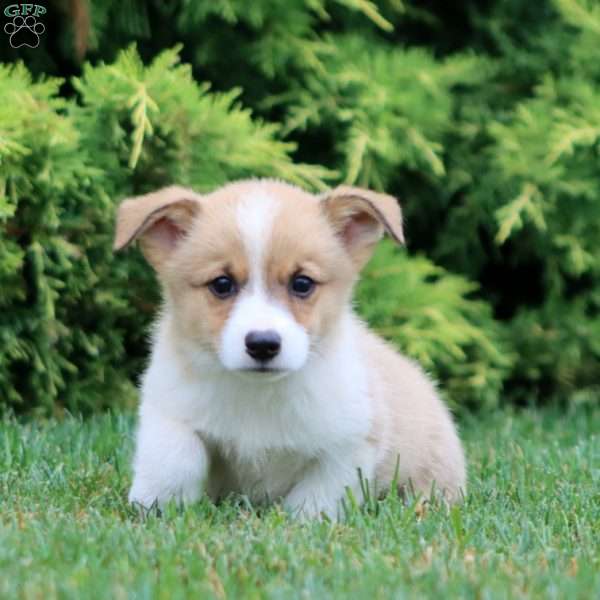 Colby, Pembroke Welsh Corgi Puppy