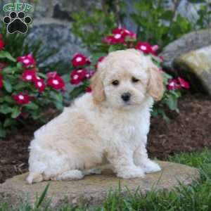 Colby, Bich-Poo Puppy
