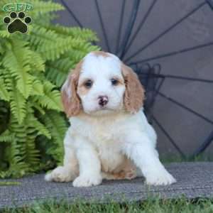 Colby, Cockapoo Puppy