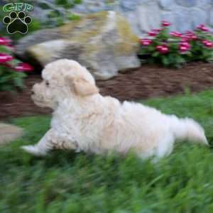 Colby, Bich-Poo Puppy