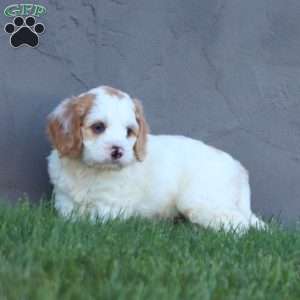 Colby, Cockapoo Puppy
