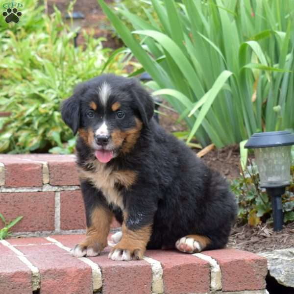 Cole, Bernese Mountain Dog Puppy