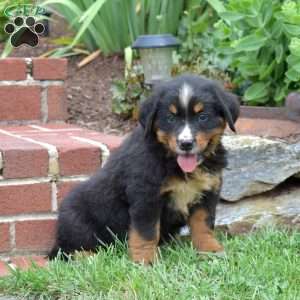 Cole, Bernese Mountain Dog Puppy