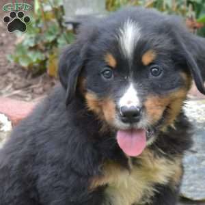 Cole, Bernese Mountain Dog Puppy