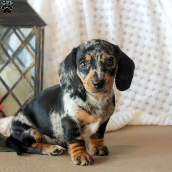 Coleson, Dachshund Puppy