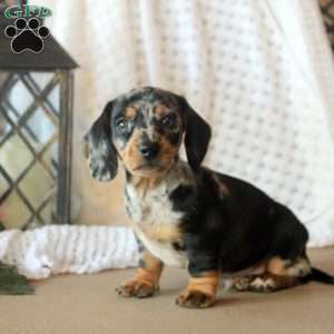 Coleson, Dachshund Puppy