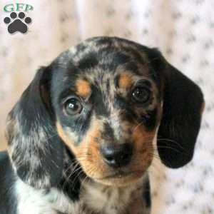 Coleson, Dachshund Puppy