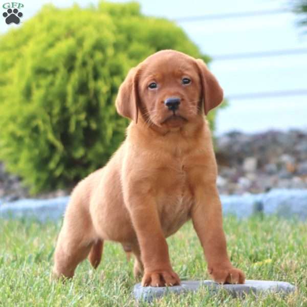 Colton, Fox Red Labrador Retriever Puppy