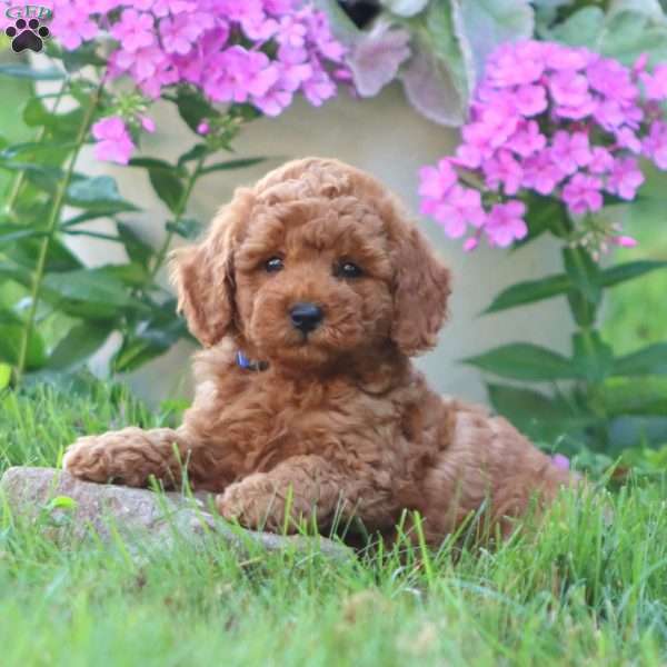 Colton, Mini Goldendoodle Puppy