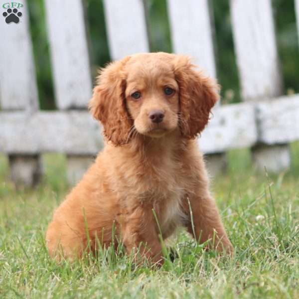 Colton, Cockapoo Puppy