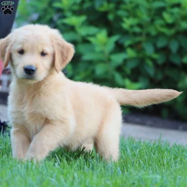 Colton, Golden Retriever Puppy