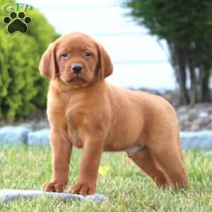 Colton, Fox Red Labrador Retriever Puppy