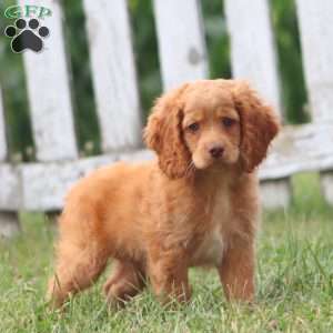 Colton, Cockapoo Puppy
