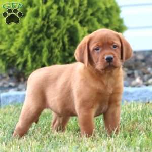 Colton, Fox Red Labrador Retriever Puppy