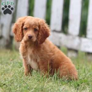 Colton, Cockapoo Puppy