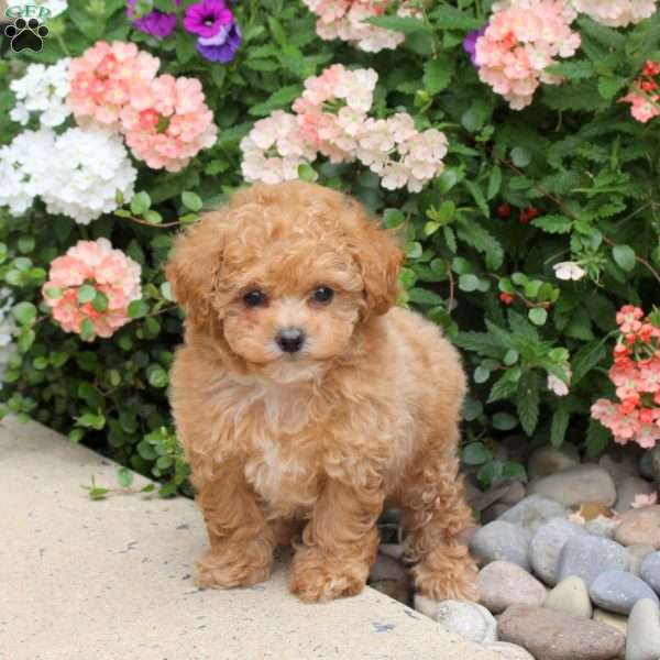 Comet, Bich-Poo Puppy