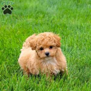 Comet, Bich-Poo Puppy