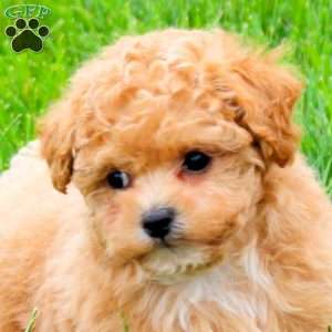 Comet, Bich-Poo Puppy