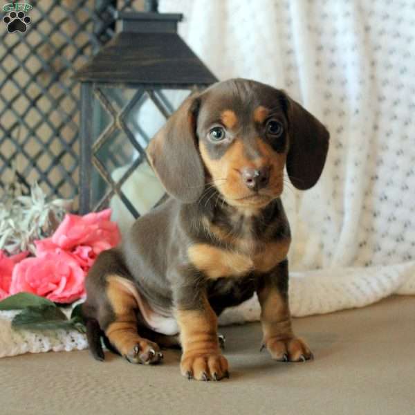 Conner, Dachshund Puppy
