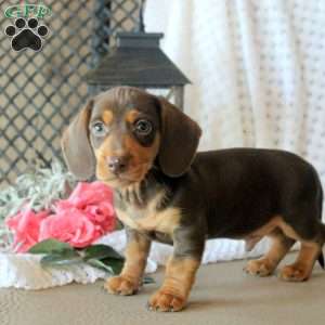 Conner, Dachshund Puppy