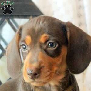 Conner, Dachshund Puppy