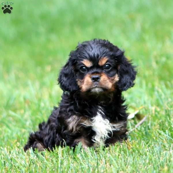 Connor, Cavalier King Charles Spaniel Puppy