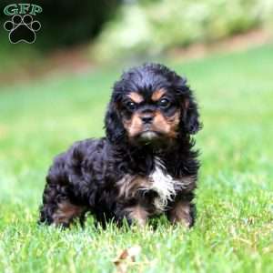 Connor, Cavalier King Charles Spaniel Puppy