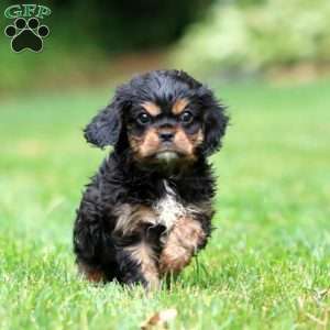 Connor, Cavalier King Charles Spaniel Puppy