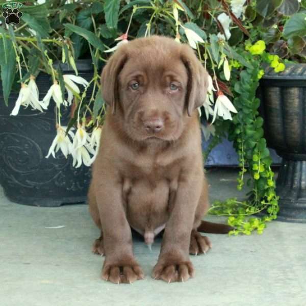 Conrad, Chocolate Labrador Retriever Puppy