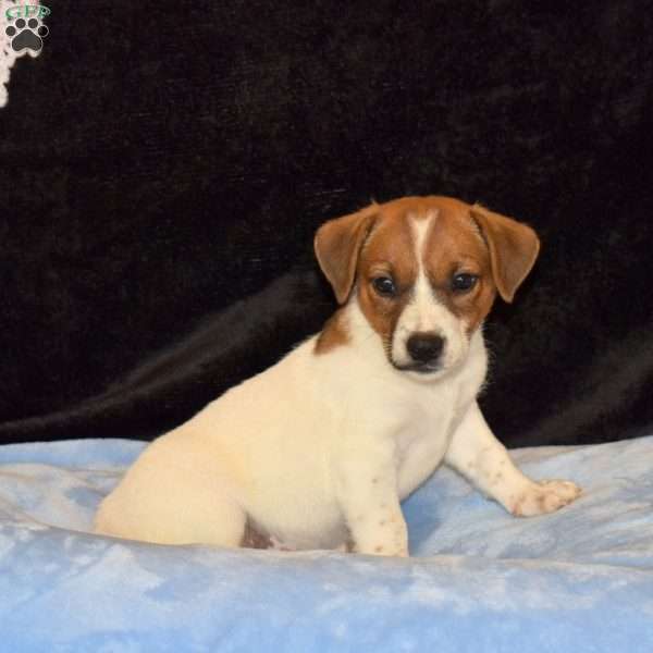 Conrad, Jack Russell Mix Puppy