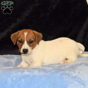Conrad, Jack Russell Mix Puppy