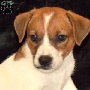 Conrad, Jack Russell Mix Puppy