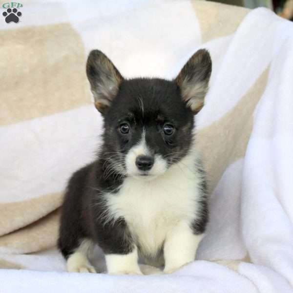 Cookie, Pembroke Welsh Corgi Puppy