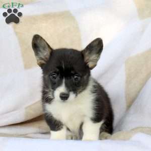 Cookie, Pembroke Welsh Corgi Puppy