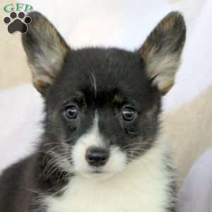 Cookie, Pembroke Welsh Corgi Puppy