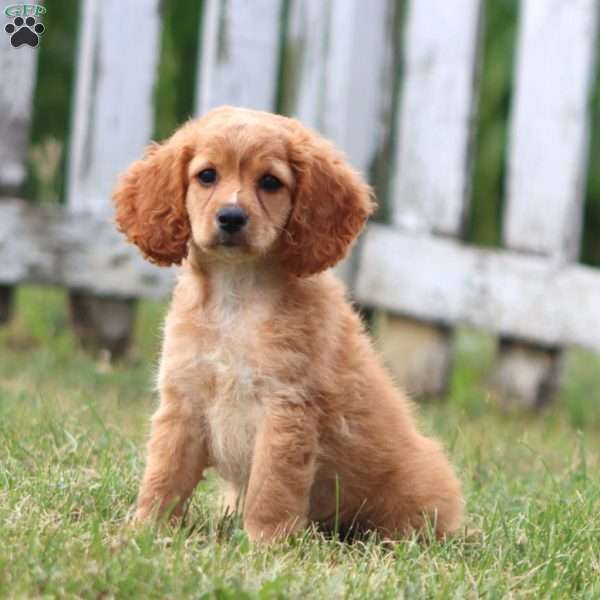 Cookie, Cockapoo Puppy