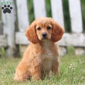 Cookie, Cockapoo Puppy