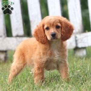 Cookie, Cockapoo Puppy