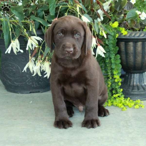 Cooper, Chocolate Labrador Retriever Puppy