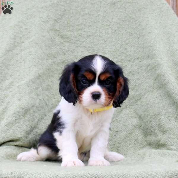 Cooper, Cavalier King Charles Spaniel Puppy